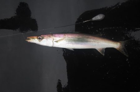 オリジナルメーカー海づり公園(市原市海づり施設) 釣果