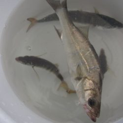 オリジナルメーカー海づり公園(市原市海づり施設) 釣果