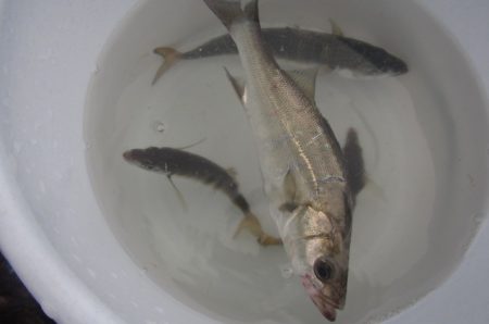 オリジナルメーカー海づり公園(市原市海づり施設) 釣果