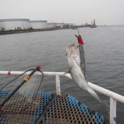 オリジナルメーカー海づり公園(市原市海づり施設) 釣果