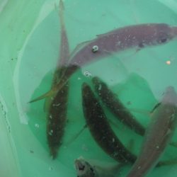 オリジナルメーカー海づり公園(市原市海づり施設) 釣果