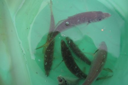 オリジナルメーカー海づり公園(市原市海づり施設) 釣果