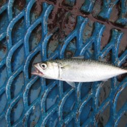 オリジナルメーカー海づり公園(市原市海づり施設) 釣果