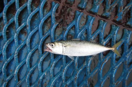 オリジナルメーカー海づり公園(市原市海づり施設) 釣果