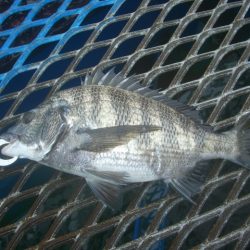 オリジナルメーカー海づり公園(市原市海づり施設) 釣果