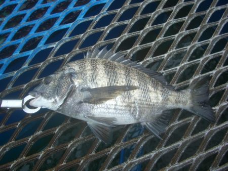 オリジナルメーカー海づり公園(市原市海づり施設) 釣果