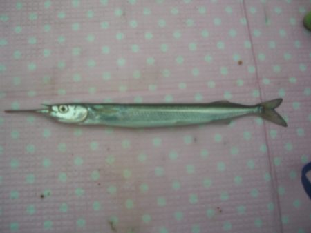 オリジナルメーカー海づり公園(市原市海づり施設) 釣果