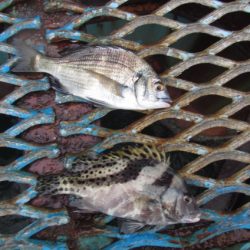 オリジナルメーカー海づり公園(市原市海づり施設) 釣果