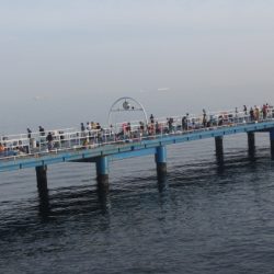 オリジナルメーカー海づり公園(市原市海づり施設) 釣果