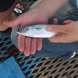 オリジナルメーカー海づり公園(市原市海づり施設) 釣果