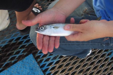 オリジナルメーカー海づり公園(市原市海づり施設) 釣果