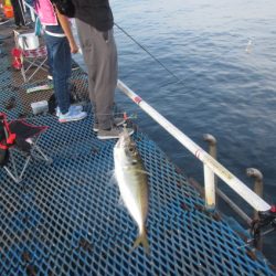 オリジナルメーカー海づり公園(市原市海づり施設) 釣果