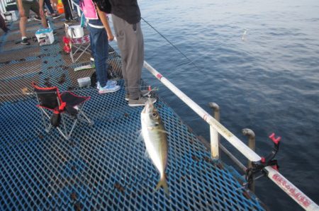 オリジナルメーカー海づり公園(市原市海づり施設) 釣果