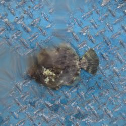 オリジナルメーカー海づり公園(市原市海づり施設) 釣果