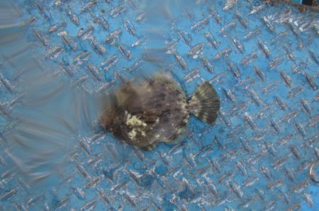 オリジナルメーカー海づり公園(市原市海づり施設) 釣果