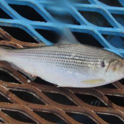 オリジナルメーカー海づり公園(市原市海づり施設) 釣果