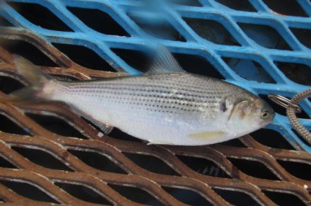 オリジナルメーカー海づり公園(市原市海づり施設) 釣果