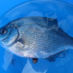 オリジナルメーカー海づり公園(市原市海づり施設) 釣果