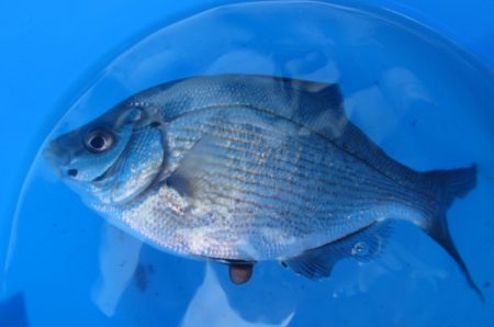 オリジナルメーカー海づり公園(市原市海づり施設) 釣果