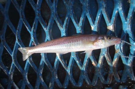 オリジナルメーカー海づり公園(市原市海づり施設) 釣果