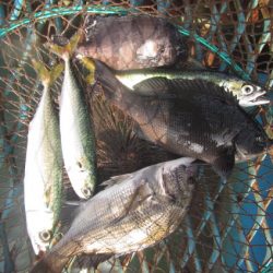 オリジナルメーカー海づり公園(市原市海づり施設) 釣果