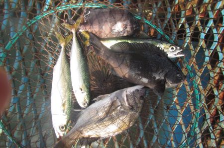 オリジナルメーカー海づり公園(市原市海づり…