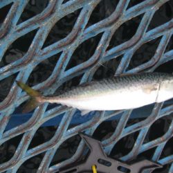 オリジナルメーカー海づり公園(市原市海づり施設) 釣果