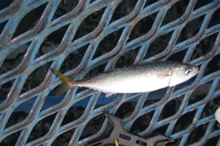 オリジナルメーカー海づり公園(市原市海づり施設) 釣果