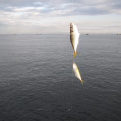 オリジナルメーカー海づり公園(市原市海づり施設) 釣果