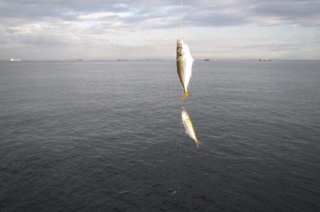 オリジナルメーカー海づり公園(市原市海づり施設) 釣果