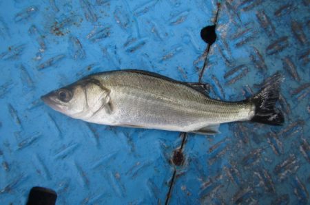 オリジナルメーカー海づり公園(市原市海づり施設) 釣果