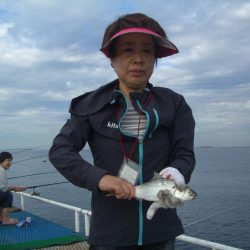 オリジナルメーカー海づり公園(市原市海づり施設) 釣果