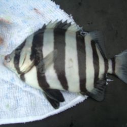 オリジナルメーカー海づり公園(市原市海づり施設) 釣果