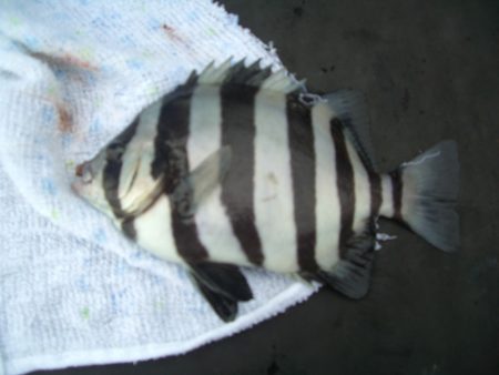 オリジナルメーカー海づり公園(市原市海づり施設) 釣果