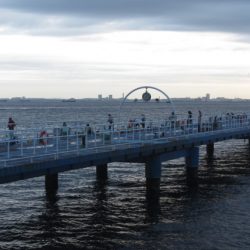 オリジナルメーカー海づり公園(市原市海づり施設) 釣果