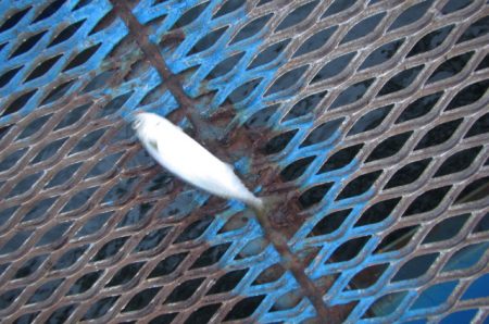 オリジナルメーカー海づり公園(市原市海づり施設) 釣果