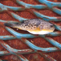 オリジナルメーカー海づり公園(市原市海づり施設) 釣果