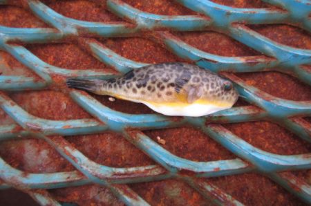 オリジナルメーカー海づり公園(市原市海づり施設) 釣果