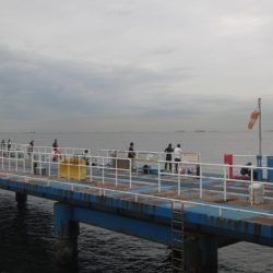 オリジナルメーカー海づり公園(市原市海づり施設) 釣果