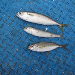 オリジナルメーカー海づり公園(市原市海づり施設) 釣果