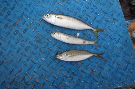 オリジナルメーカー海づり公園(市原市海づり施設) 釣果