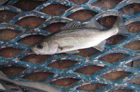 オリジナルメーカー海づり公園(市原市海づり施設) 釣果