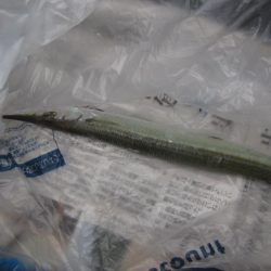 オリジナルメーカー海づり公園(市原市海づり施設) 釣果