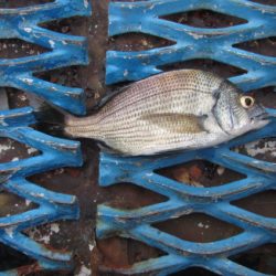 オリジナルメーカー海づり公園(市原市海づり施設) 釣果