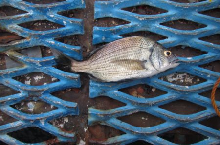 オリジナルメーカー海づり公園(市原市海づり施設) 釣果