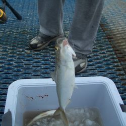 オリジナルメーカー海づり公園(市原市海づり施設) 釣果
