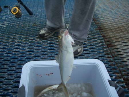 オリジナルメーカー海づり公園(市原市海づり施設) 釣果