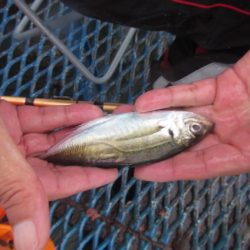 オリジナルメーカー海づり公園(市原市海づり施設) 釣果