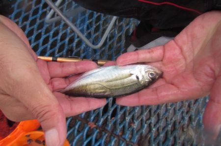 オリジナルメーカー海づり公園(市原市海づり施設) 釣果
