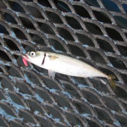 オリジナルメーカー海づり公園(市原市海づり施設) 釣果